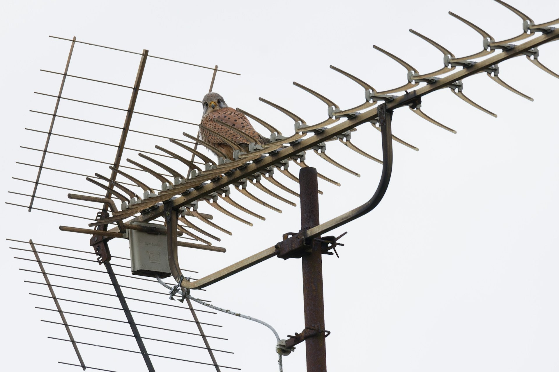 Collection of Choosing and installing the right radio antenna for NZ conditions in a gallery layout